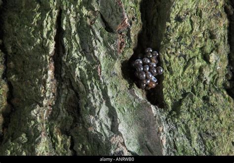 Black Arches Nun Moth Rplantid