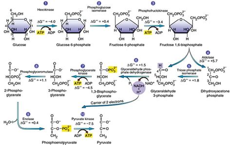 Glycolysis Explained in 10 Easy Steps (With Diagrams) | Biochemistry ...