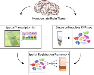 Spatial Transcriptomics Putting Genome Wide Expression On The Map