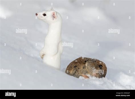 Short tailed weasel usa hi-res stock photography and images - Alamy