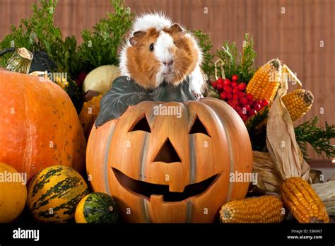 cavy, guinea pig (Cavia spec.), sitting on a halloween pumpkin Stock Photo, Royalty Free Image ...