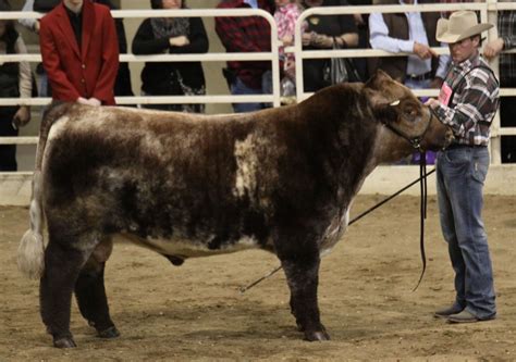 Nwss Open Shorthorn Bull The Pulse