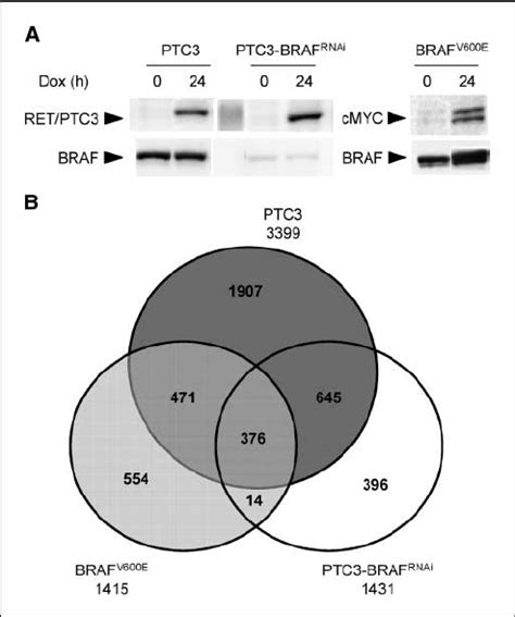 Conditional Expression Of Ret Ptc And Braf V E In Pccl Cells