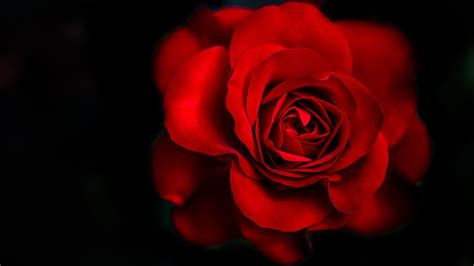 Dark Red Roses Wallpapers On Wallpaperdog