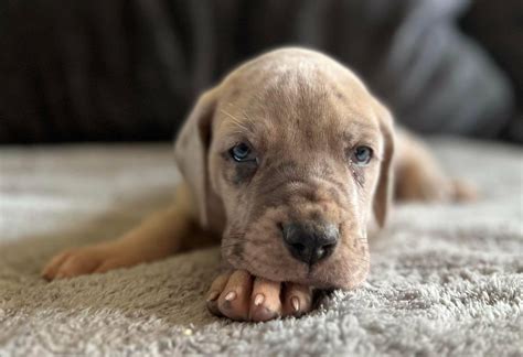 Akc Full Euro Brindle Merle Great Dane Great Dane Puppies For Sale In