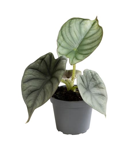 Alocasia Silver Nebula Kaufen Beim Palmenmann