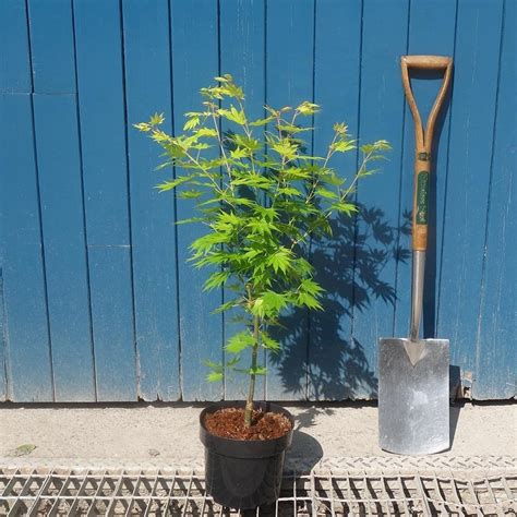 Acer Shirasawanum Jordan Jordan Full Moon Maple Ornamental Trees