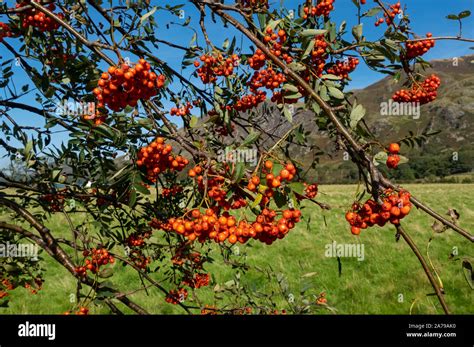 Red Berry Tree Hi Res Stock Photography And Images Alamy