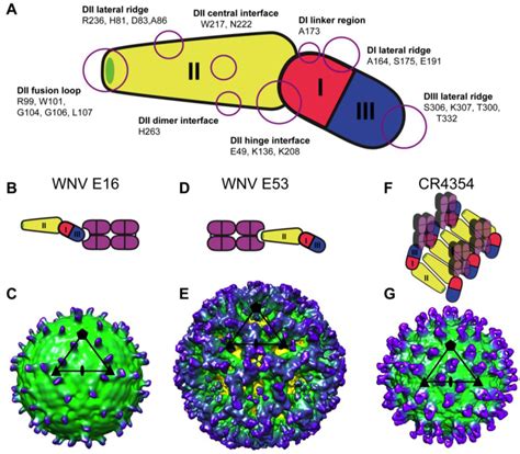 Viruses Free Full Text B Cell Response And Mechanisms Of Antibody