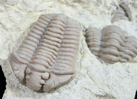 2 Calymene Clavicula Trilobite Oklahoma 9384 For Sale