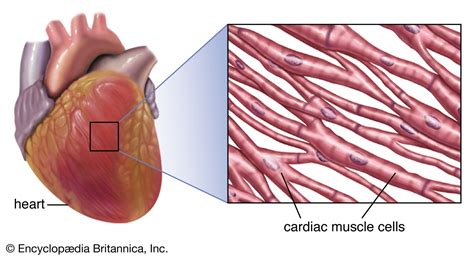 Cardiac muscle | Definition, Function, & Structure | Britannica