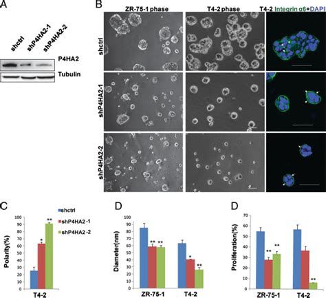 Silencing P Ha Reduces Colony Size And Proliferation Of Breast Cancer