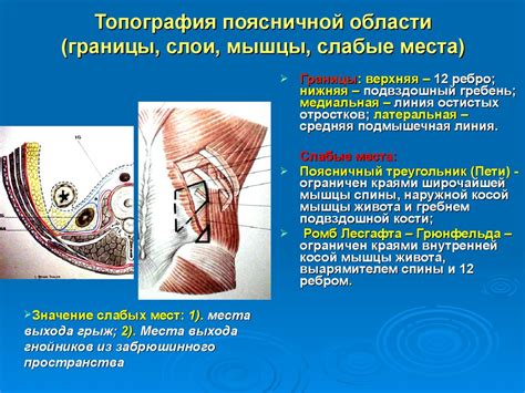 Топография поясничной области и забрюшинного пространства. Операции на ...