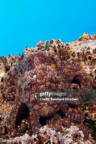 520 Octopus Camouflage Stock Photos, High-Res Pictures, and Images - Getty Images