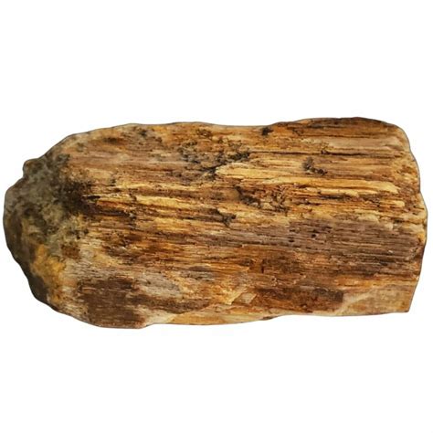 How And Where To Find Petrified Wood In 2024 An Experts Guide