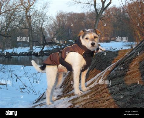 Parson Russell Terrier Stock Photo Alamy