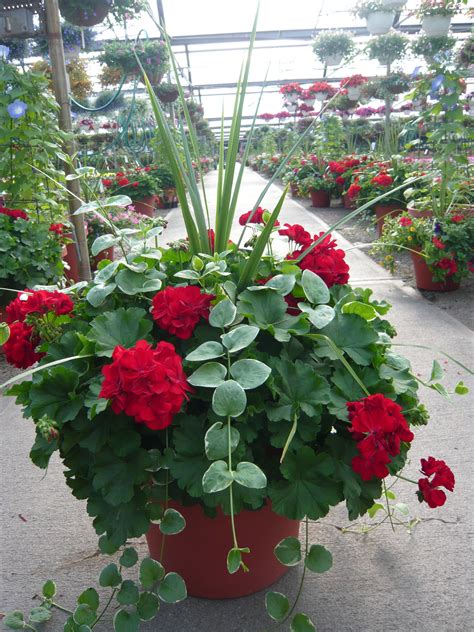 Ou Planter Geranium