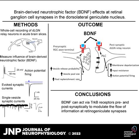 Brain Derived Neurotrophic Factor Is A Regulator Of Synaptic