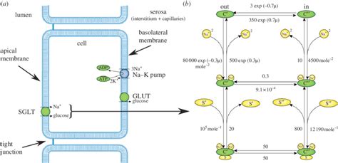 A Schematic Diagram Illustrating The Structure Of An Epithelial Cell Download Scientific