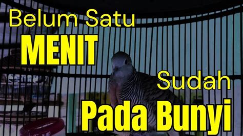 Perkutut Lokal Gacor Suara Besar Belum Satu Menit Sudah Pada Bunyi