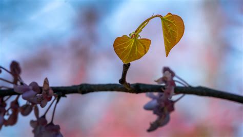 Redbud Branches and Leaves – DaleDucatte.com