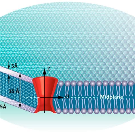 Schematic Of Membrane Curvature A An Element Of A Membrane Patch