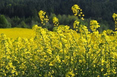 Качествени семена за рапица от Агрей ДИ