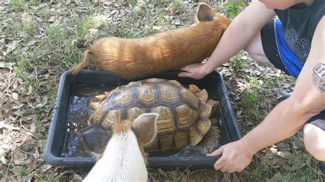 Sulcata Tortoise Takes A Bath With Pig Friends Youtube