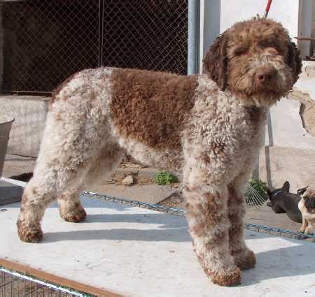 Lagotto Romagnolo - Wikipedia