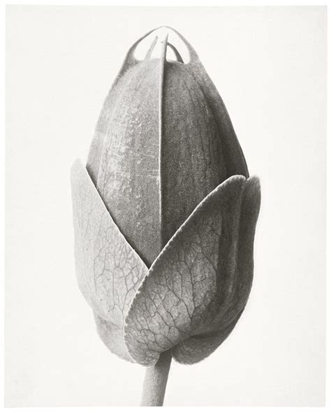 Karl Blossfeldt An Early Approach To Nature Photography Karl