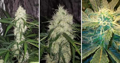 White Widow Auto Cannabis Strain Week By Week Guide Fast Buds