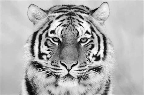 Bengal Tiger Black And White Poster Framing Print Safari Jungle