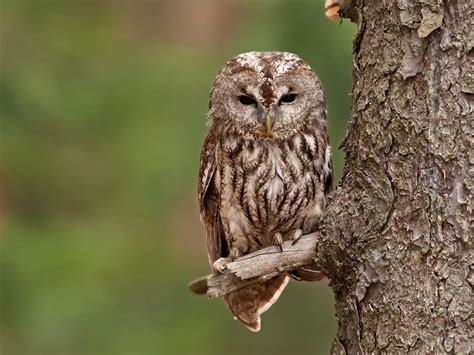 Do Owls Eat Bats? - Sonoma Birding