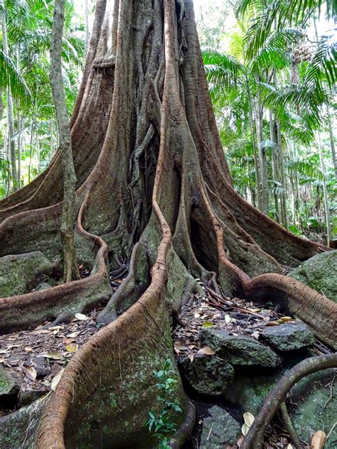 Free Images Tree Branch Wood Flower Trunk Jungle Tropical