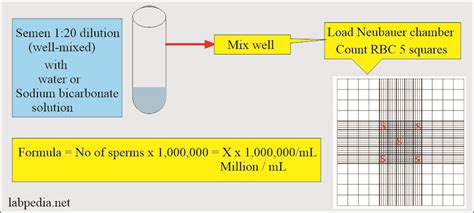 Semen Part 1 Semen Analysis And Semen Counting Procedure