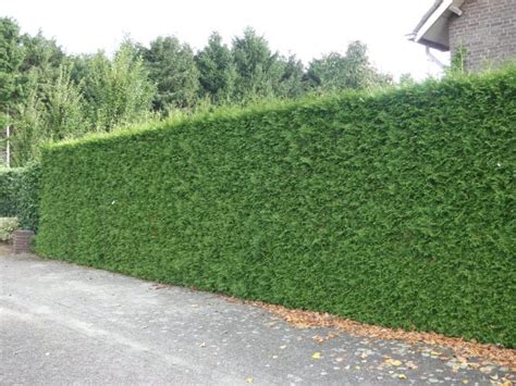 Hedges For Clay Soil Wide Selection Of Hedging Plants