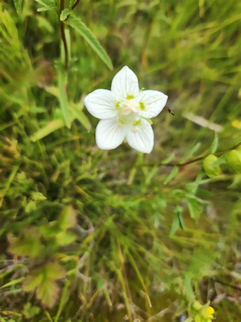 Marsh Grass Of Parnassus From Yellowknife On July At Pm