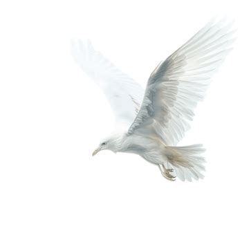 Spirit Of An Angel Bird Flying Over Clouds, Bird, Cloud, Angel PNG ...