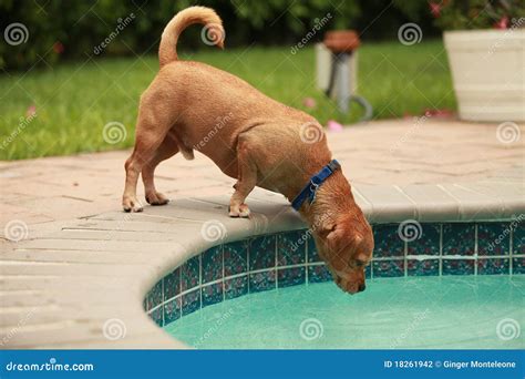 Dog Drinking Pool Water Stock Photography Image 18261942