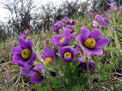 Pulsatilla vulgaris - Riverside Garden Centre