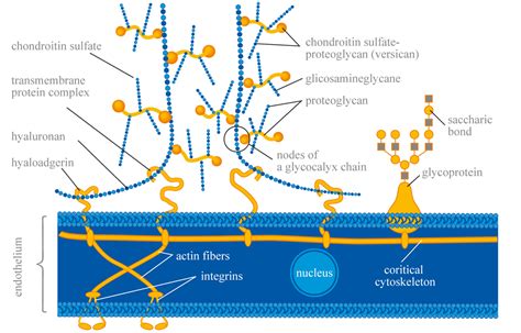 glycocalyx