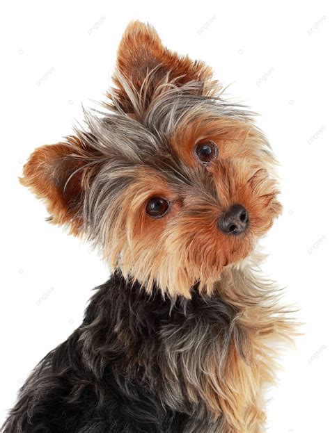 White Yorkies