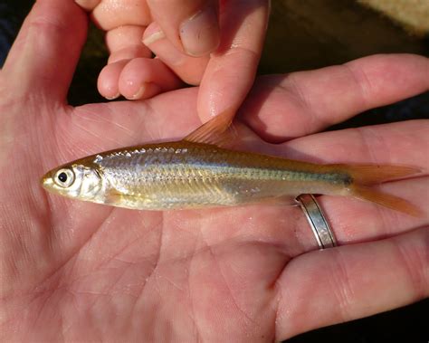 Spottail Shiner Fish Of The Detroit River Ojibway Prairie Bioblitz