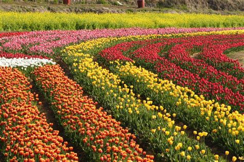 Free Images Nature Field Tulip Spring Agriculture Yellow Flower