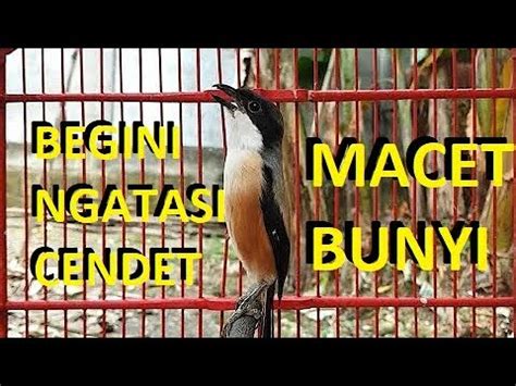 Cendet Gacor Juara Untuk Latihan Online CENDET MACET BUNYI MU YouTube