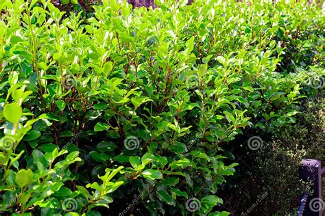 Griselinia Littoralis Stock Photo Image Of Botanical 260021720