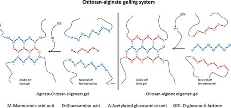 Gelling Concept Combining Chitosan And AlginateProof Of Principle