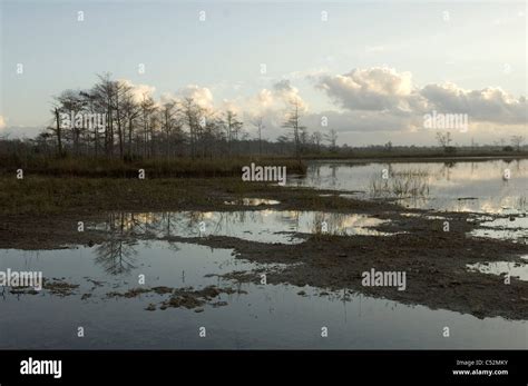 Everglades National Park Enp Landscape Wetlands Stock Photo Alamy