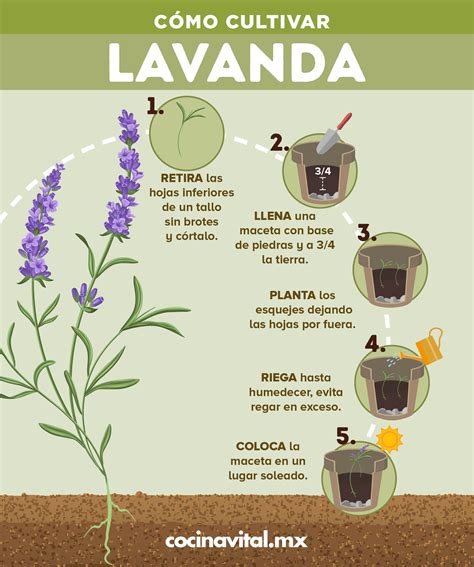 Cómo cultivar lavanda a partir de esquejes Cultivo de plantas