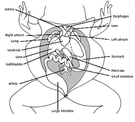 Label The Parts Of The Frog In The Diagram